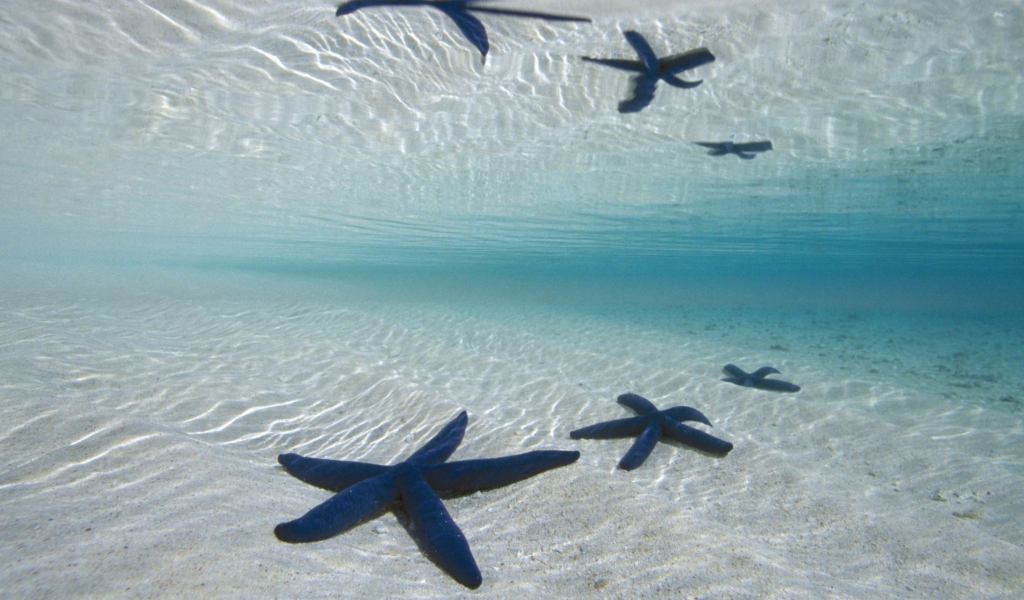 Das Blue Starfish Wallpaper 1024x600