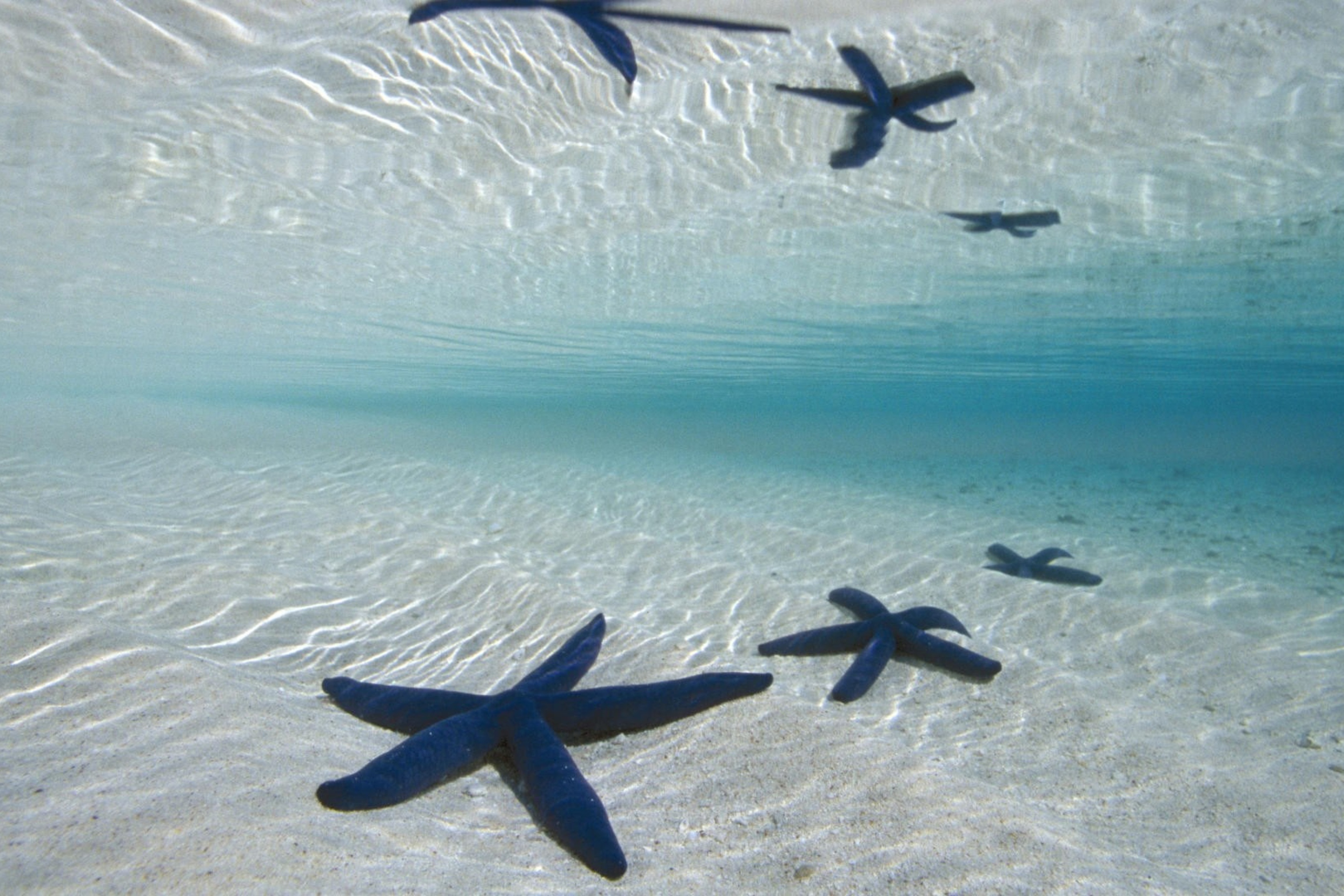 Sfondi Blue Starfish 2880x1920