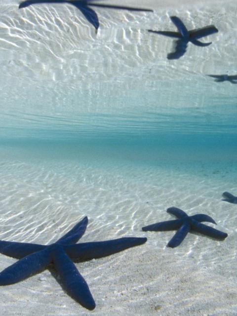 Blue Starfish screenshot #1 480x640