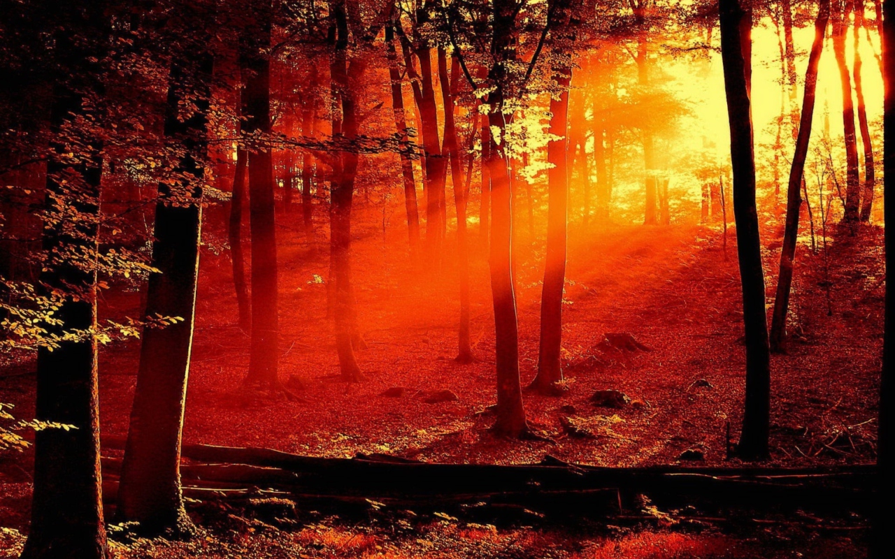 Das Sun Shining Through Trees Wallpaper 1280x800