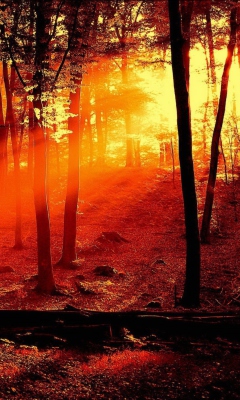 Sun Shining Through Trees screenshot #1 240x400