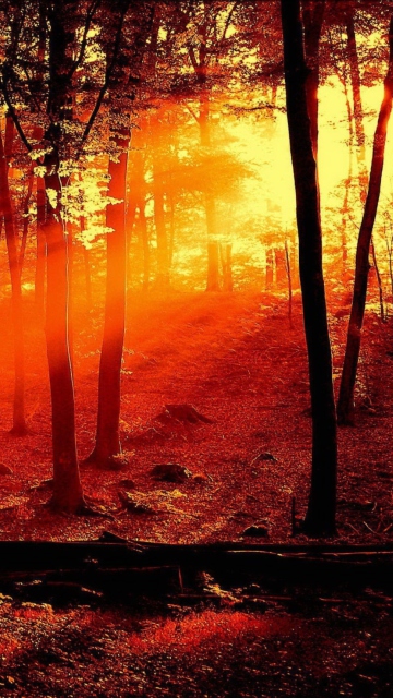 Sun Shining Through Trees wallpaper 360x640