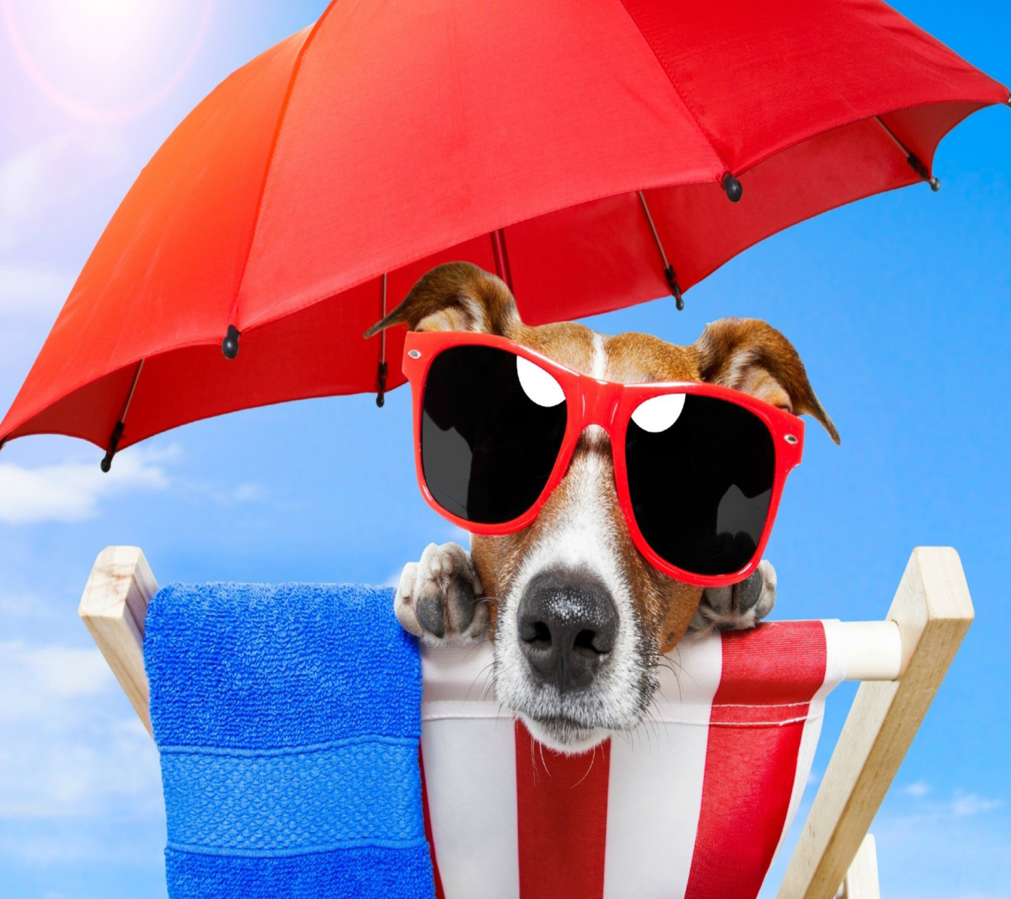 Обои Funny Summer Dog 1440x1280