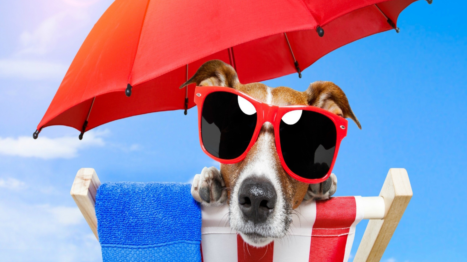 Funny Summer Dog wallpaper 1600x900
