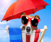 Das Funny Summer Dog Wallpaper 176x144