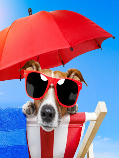 Funny Summer Dog wallpaper 240x320