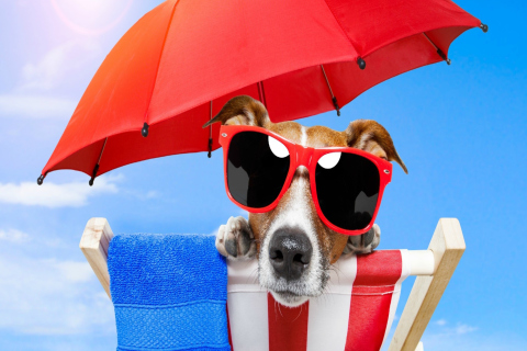 Fondo de pantalla Funny Summer Dog 480x320