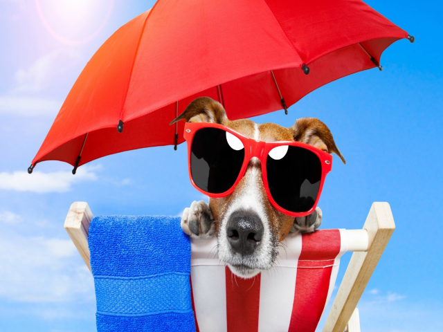 Funny Summer Dog wallpaper 640x480