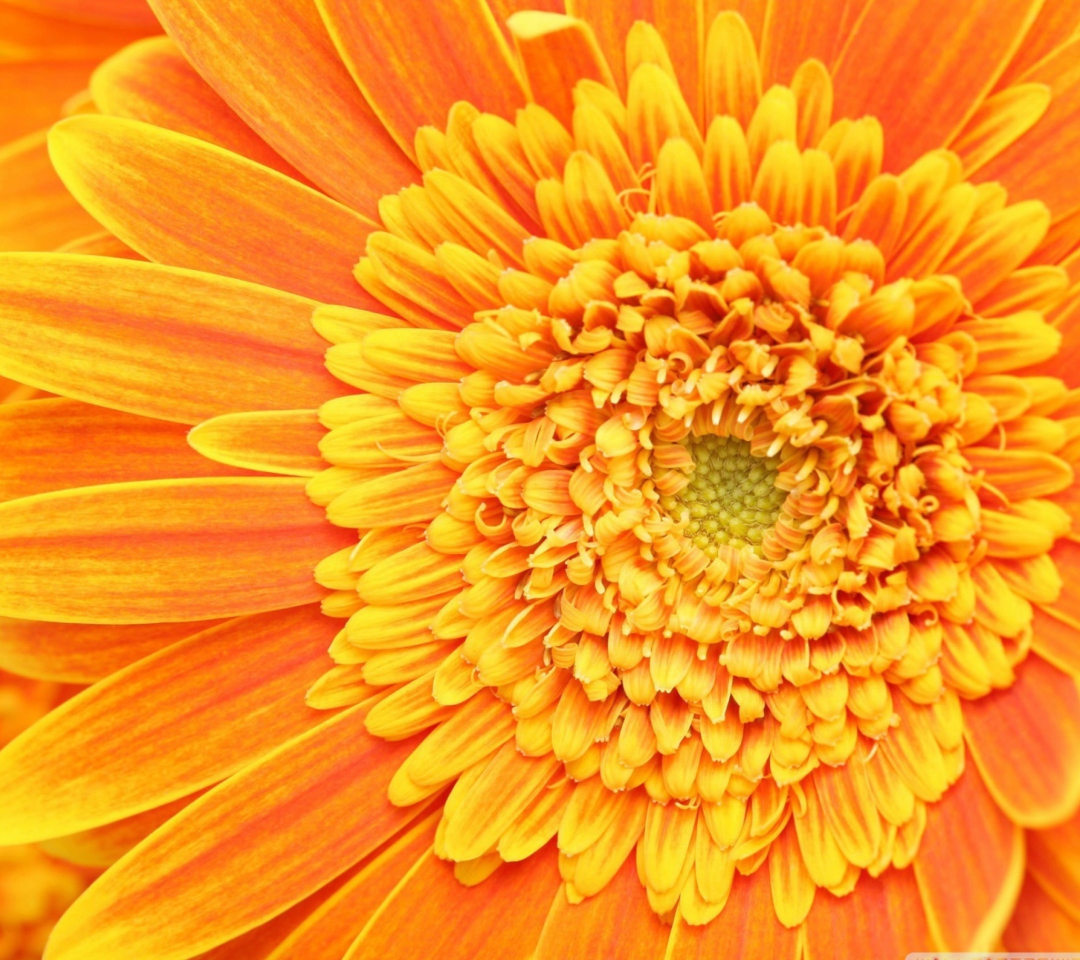 Fondo de pantalla Amazing Orange Gerbera 1080x960