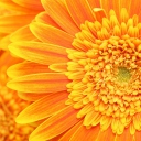 Fondo de pantalla Amazing Orange Gerbera 128x128