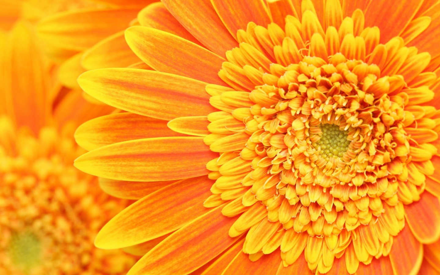 Обои Amazing Orange Gerbera 1440x900