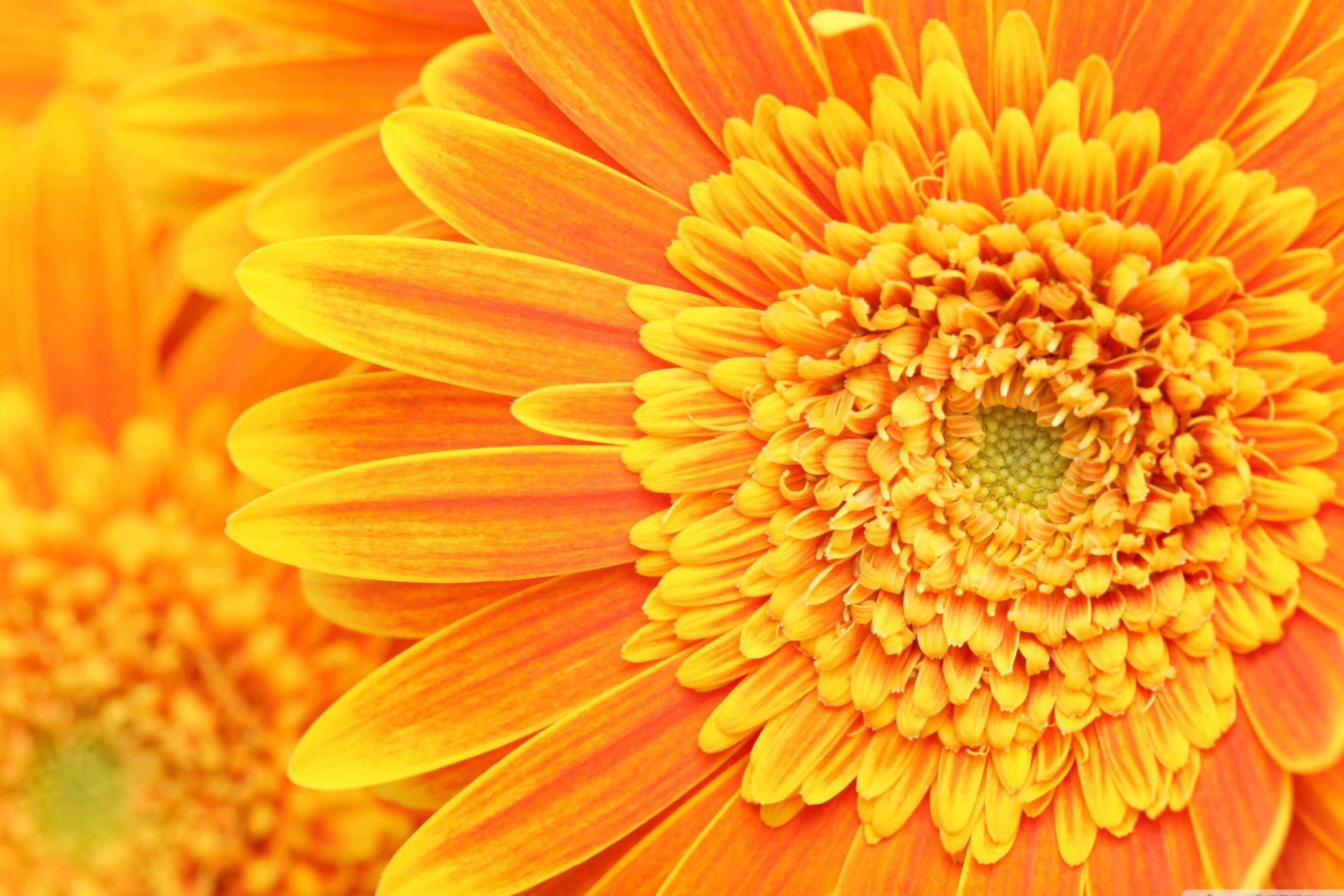 Das Amazing Orange Gerbera Wallpaper 2880x1920