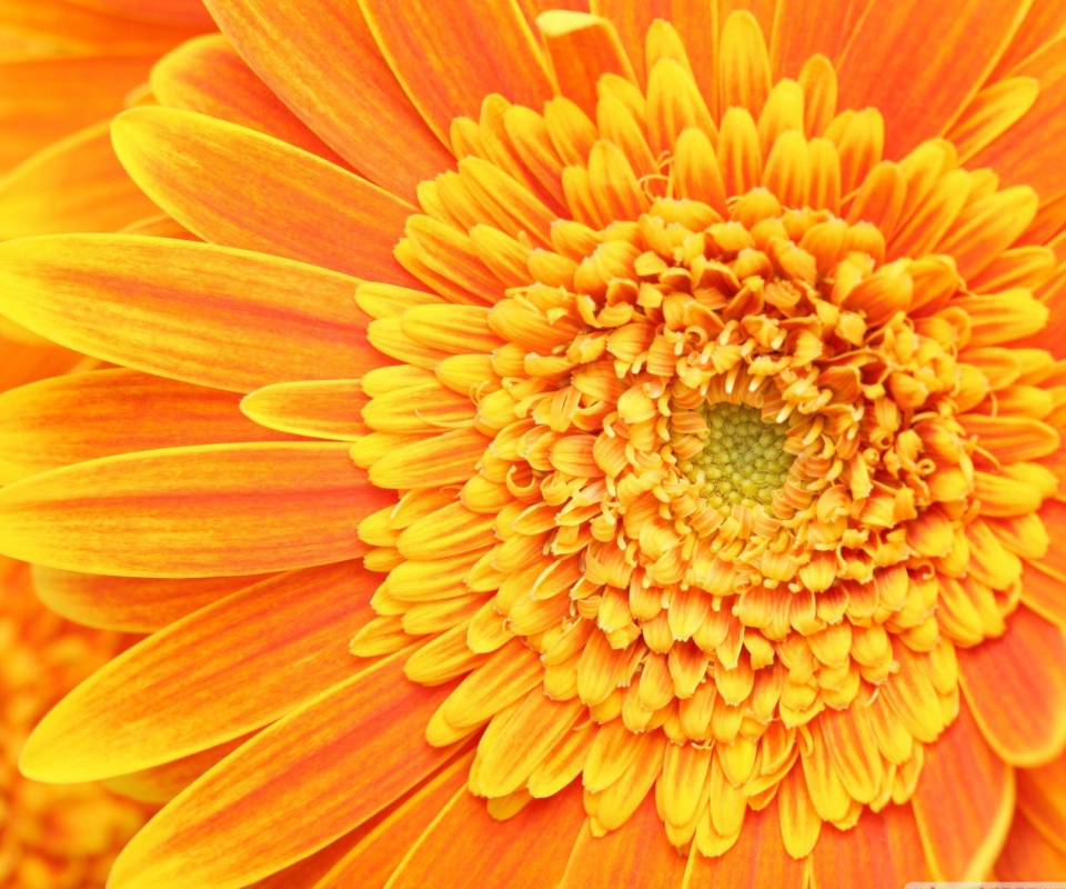 Amazing Orange Gerbera wallpaper 960x800