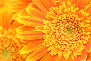Amazing Orange Gerbera Wallpaper for Android, iPhone and iPad