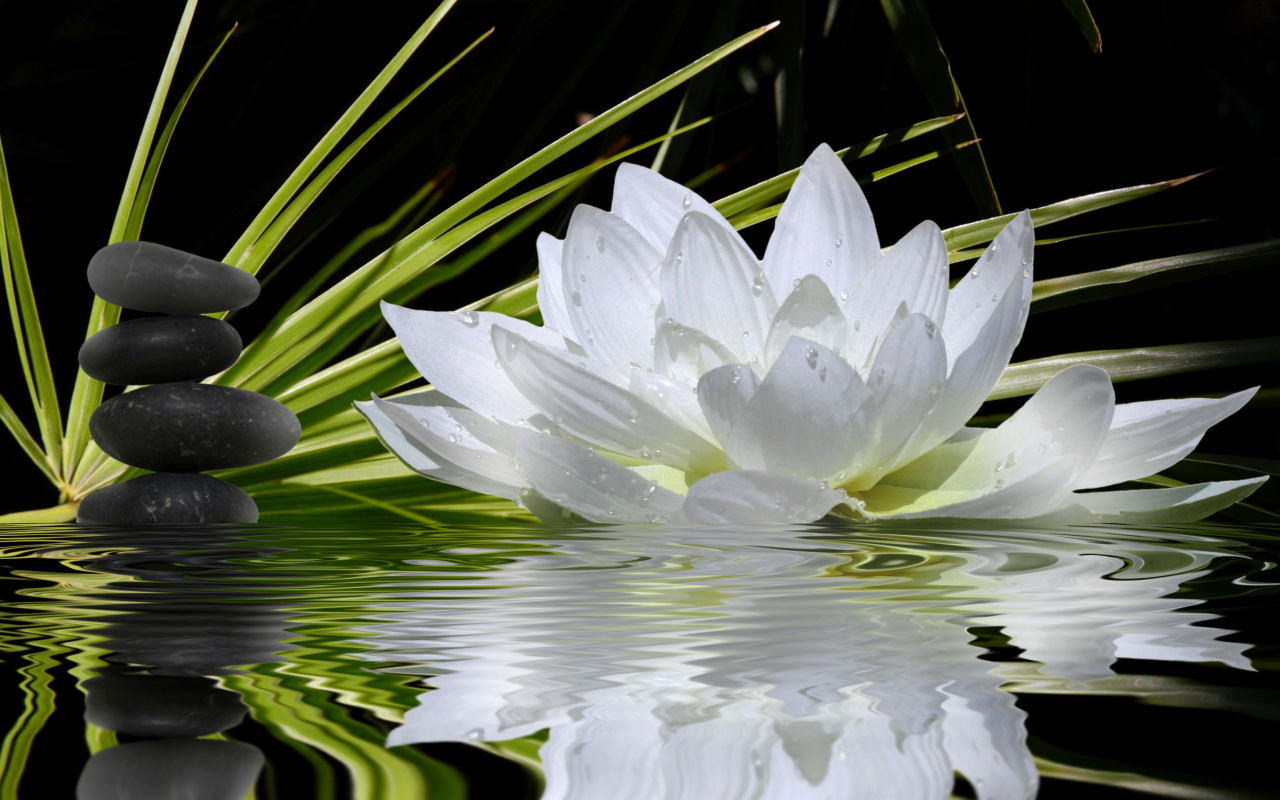 Lotus and Spa Stones screenshot #1 1280x800