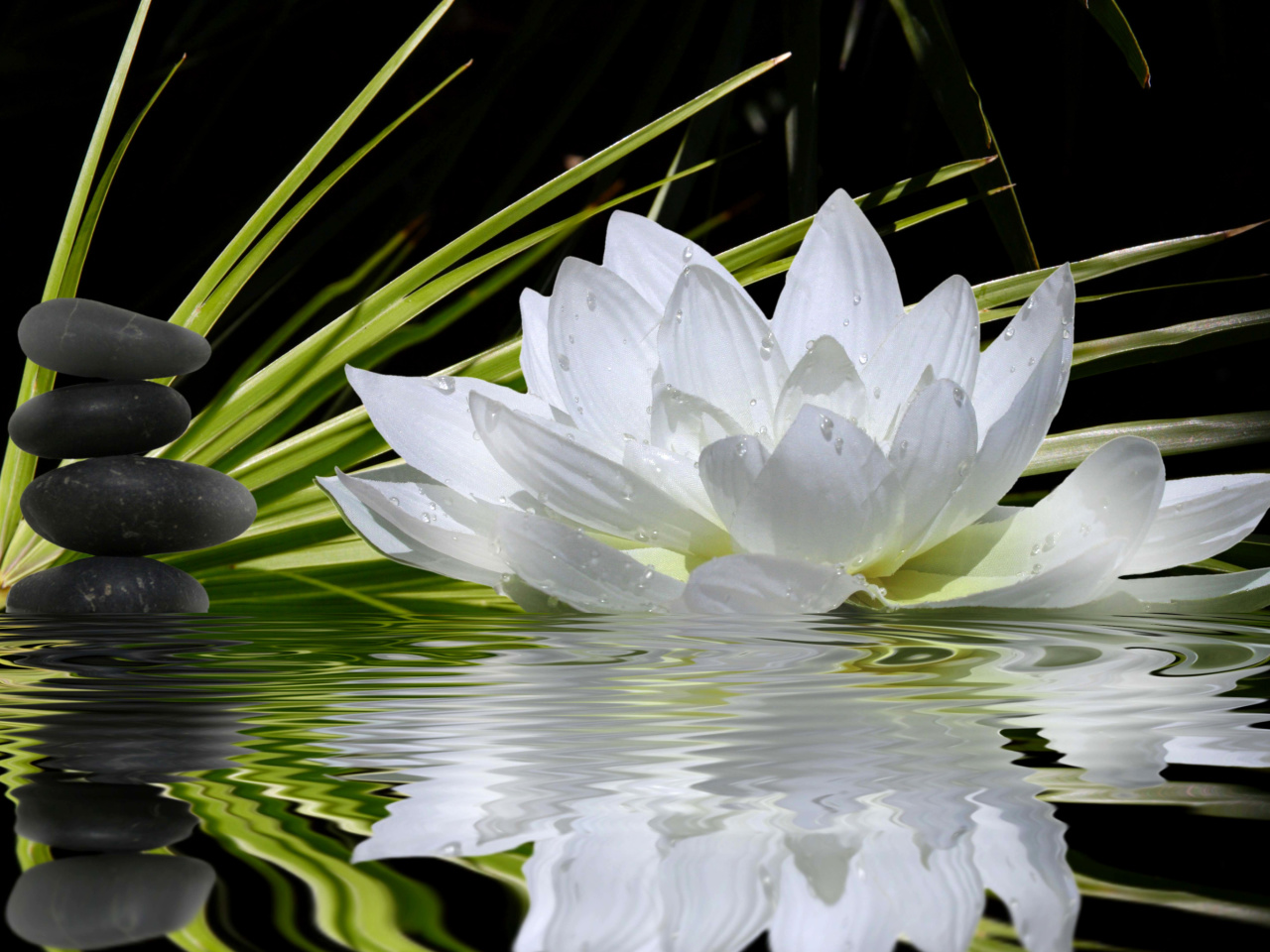 Lotus and Spa Stones screenshot #1 1280x960