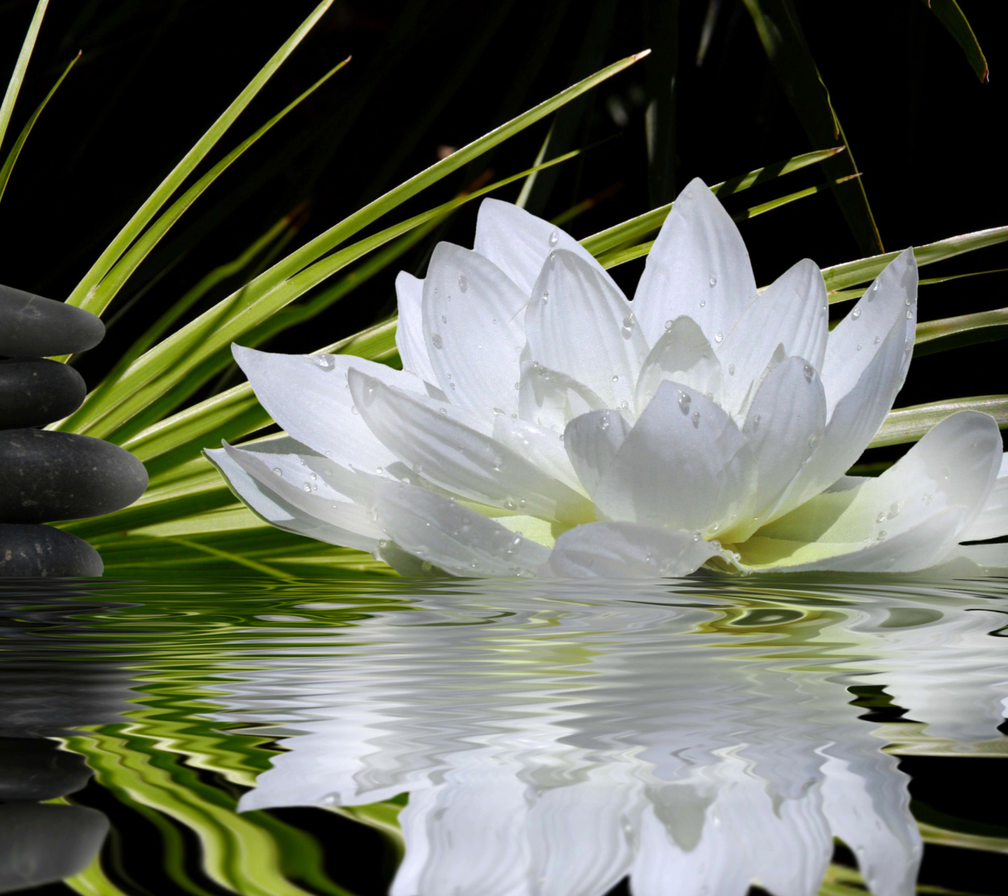 Fondo de pantalla Lotus and Spa Stones 1440x1280