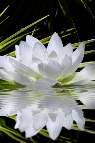 Das Lotus and Spa Stones Wallpaper 320x480