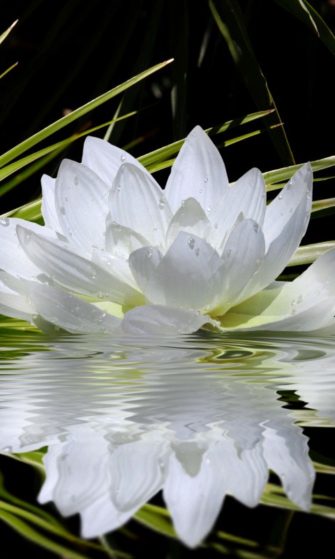 Das Lotus and Spa Stones Wallpaper 480x800