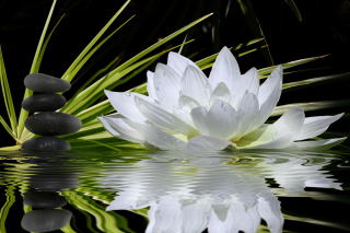 Lotus and Spa Stones Picture for Android, iPhone and iPad