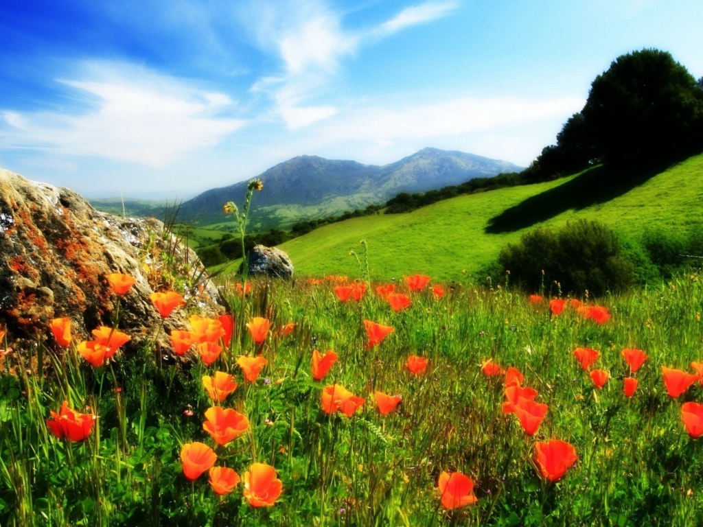 Mountainscape And Poppies wallpaper 1024x768