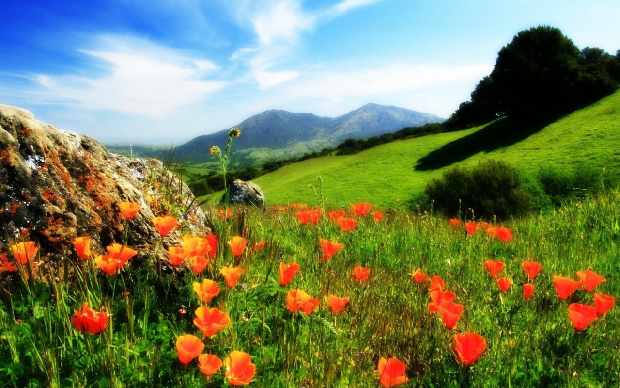 Screenshot №1 pro téma Mountainscape And Poppies 1280x800