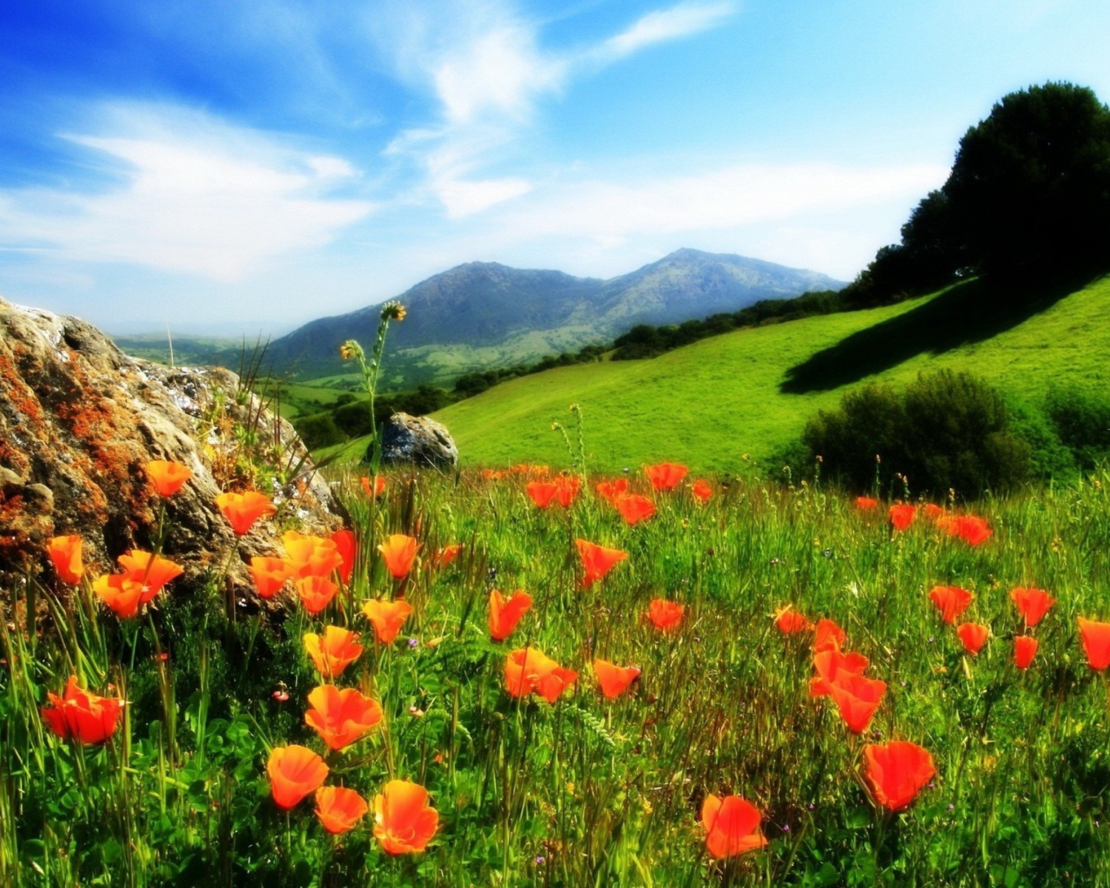 Das Mountainscape And Poppies Wallpaper 1600x1280