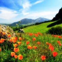 Mountainscape And Poppies wallpaper 208x208