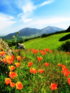 Das Mountainscape And Poppies Wallpaper 240x320