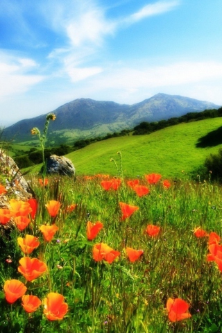 Das Mountainscape And Poppies Wallpaper 320x480