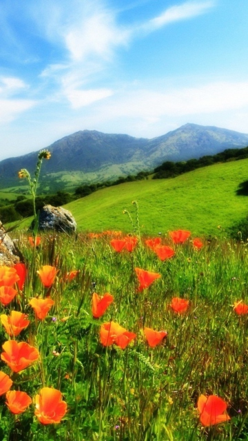 Mountainscape And Poppies wallpaper 360x640