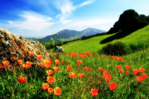 Das Mountainscape And Poppies Wallpaper 480x320