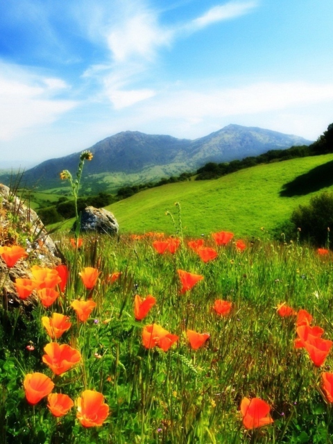 Mountainscape And Poppies wallpaper 480x640