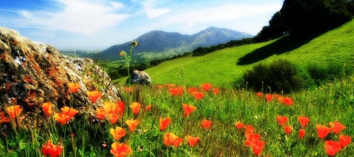 Screenshot №1 pro téma Mountainscape And Poppies 720x320