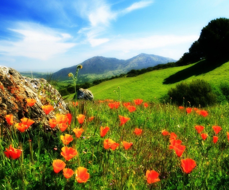 Mountainscape And Poppies wallpaper 960x800