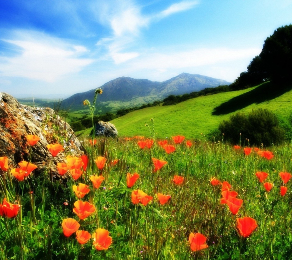 Mountainscape And Poppies wallpaper 960x854