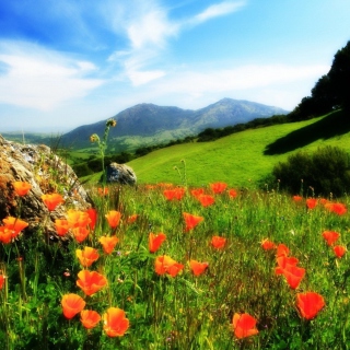 Mountainscape And Poppies - Obrázkek zdarma pro Samsung B159 Hero Plus
