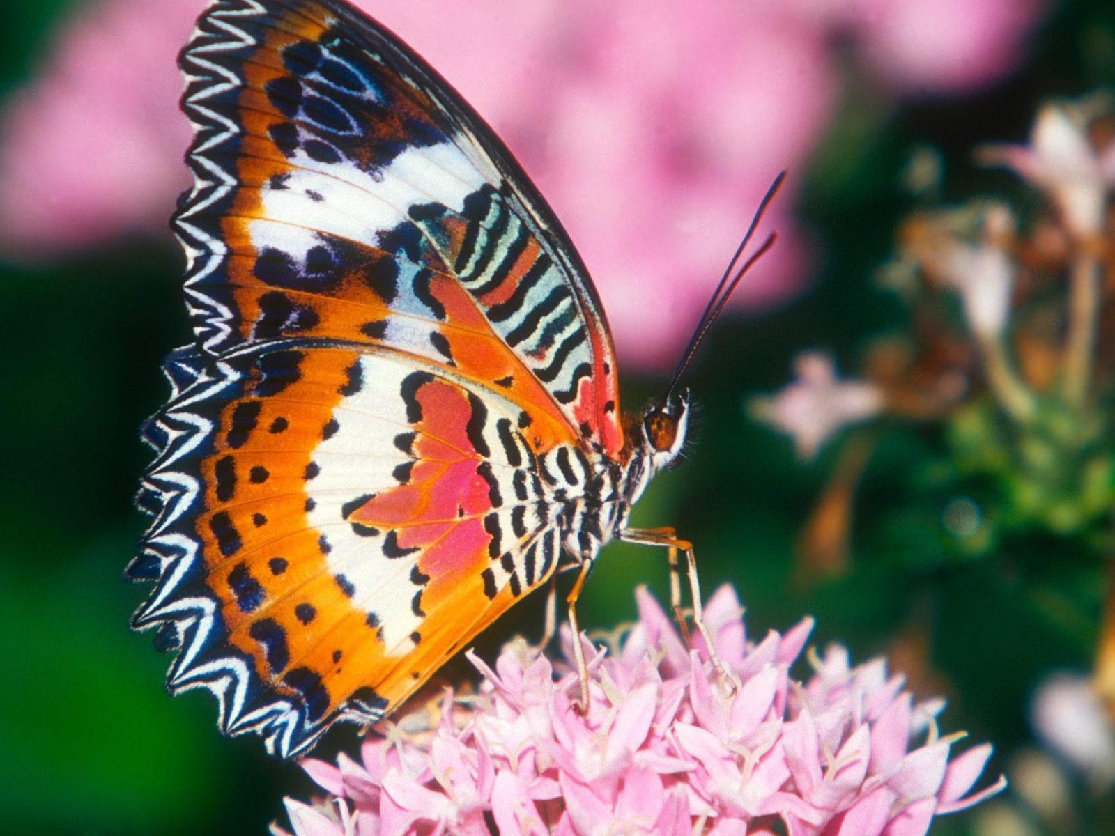 Hd Butterfly wallpaper 1600x1200