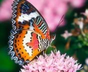 Sfondi Hd Butterfly 176x144