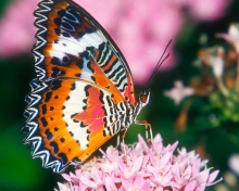 Sfondi Hd Butterfly 220x176