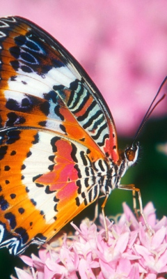 Das Hd Butterfly Wallpaper 240x400