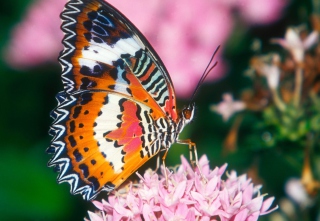 Hd Butterfly Background for Android, iPhone and iPad