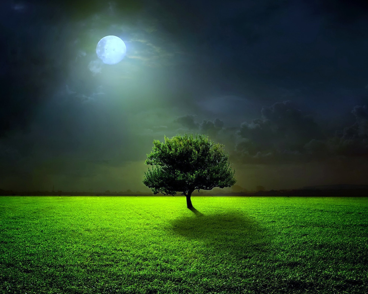 Evening With Lonely Tree wallpaper 1280x1024