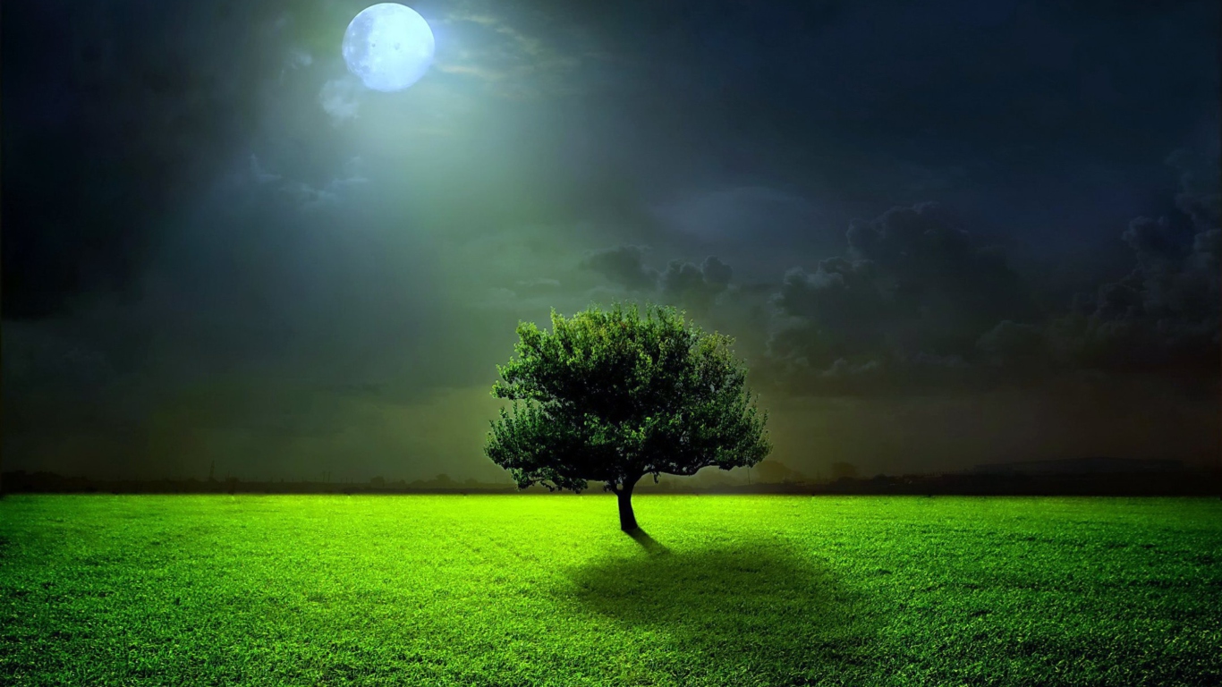 Sfondi Evening With Lonely Tree 1366x768