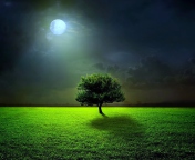 Das Evening With Lonely Tree Wallpaper 176x144
