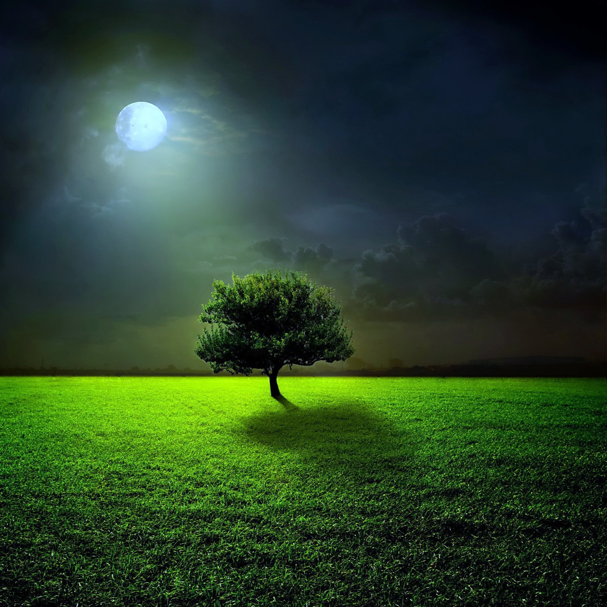 Fondo de pantalla Evening With Lonely Tree 2048x2048