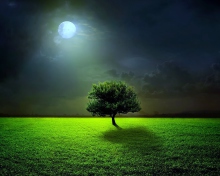 Das Evening With Lonely Tree Wallpaper 220x176