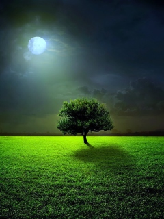 Evening With Lonely Tree wallpaper 240x320