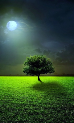 Das Evening With Lonely Tree Wallpaper 240x400