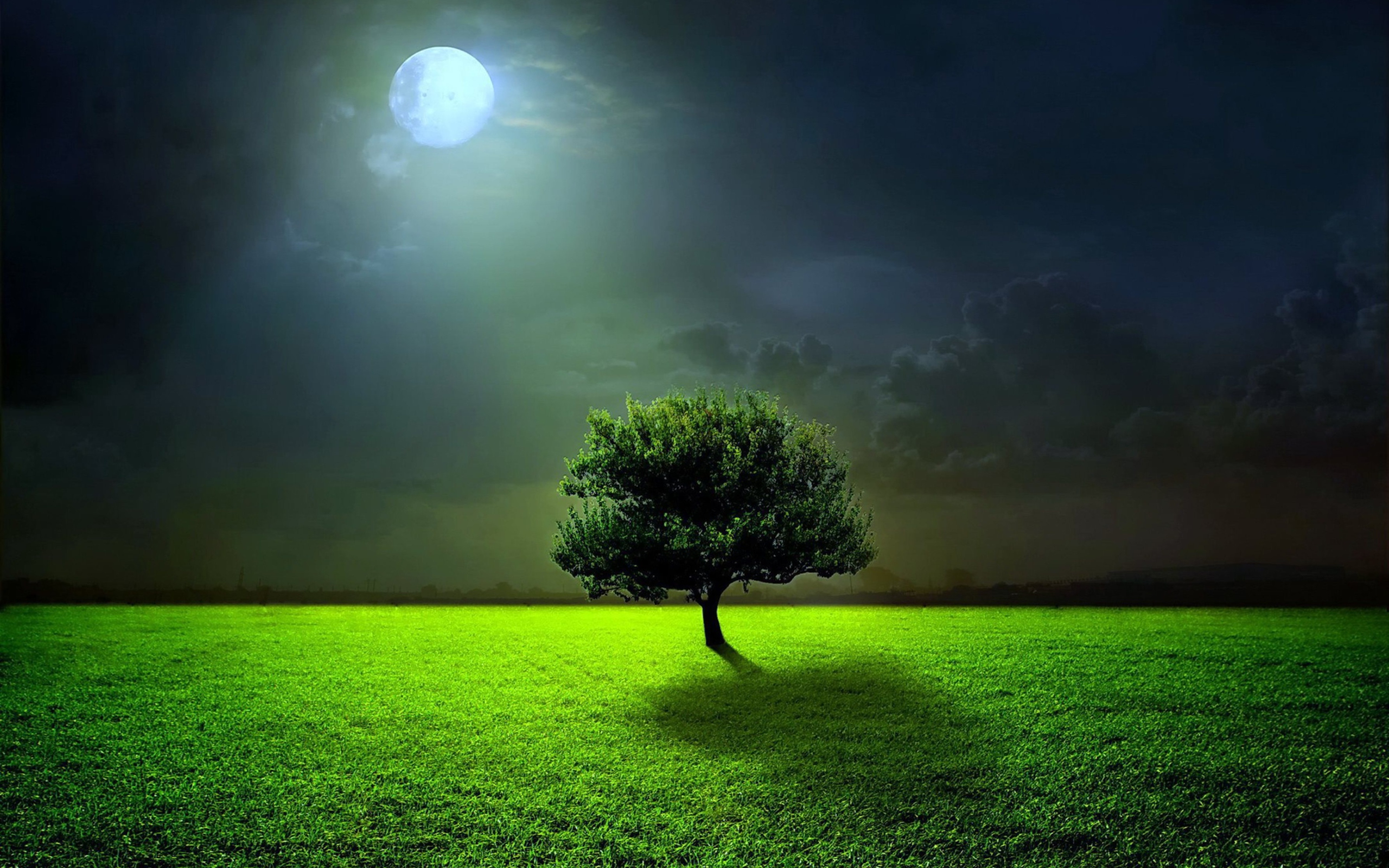 Обои Evening With Lonely Tree 2560x1600